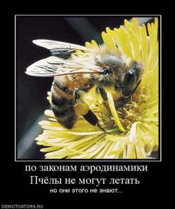 по законам пчелы не могут летать