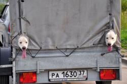 собаки в грузовике